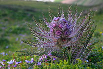 Schmalhausenia nidulans plant on upland grass plateau, Inner Tien-Shan region, Western Tien-Shan UNESCO Natural World Heritage Site, Kyrgyzstan Republic,  June 2016