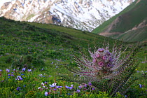 Schmalhausenia nidulans plant, upland grass  plateau, Inner Tien-Shan region, Western Tien-Shan UNESCO Natural World Heritage Site, Kyrgyzstan Republic, June 2016