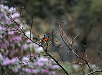 Blue-fronted redstart (Phoenicurus frontalis) perched on flowering Rhododendron in sub alpine meadow,   Central Himalaya, Mustang, Nepal, May