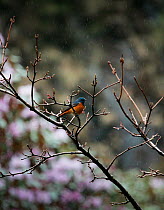 Blue-fronted redstart (Phoenicurus frontalis) perched on flowering Rhododendron  in sub alpine meadow,   Central Himalaya, Mustang, Nepal, May