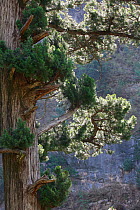 Himalayan cypress (Cupressus torulosa) Central Himalaya, Mustang Nepal, May