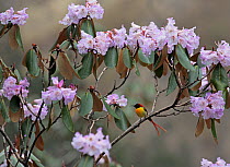 Fire-tailed sunbird (Aethopyga ignicauda) male perched on sub -alpine Rhododendron bush, Central Himalaya, Mustang, Nepal, May