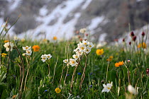 Subalpine meadow with Anemone sp.  inner Tien-Shan region, Western Tien-Shan UNESCO Natural World Heritage Site, Kyrgyzstan Republic, June 2016
