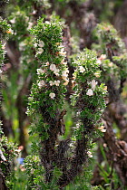 Caragana bush (Caragana arborescens) inner Tien-Shan Mountains region, Western Tien-Shan UNESCO Natural World Heritage Site, Kyrgyzstan Republic, June.