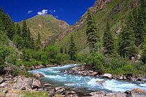 Malyi Naryn river, Inner Tien-Shan Mountains. region, Western Tien-Shan UNESCO Natural World Heritage Site, Kyrgyzstan Republic, June 2016