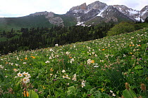 Aki Bulak site in Inner Tien-Shan Mountains region, with Tian Shan spruces and sub alpine meadow with Anemone sp. Western Tien-Shan UNESCO Natural World Heritage Site, Kyrgyzstan Republic, June 2016