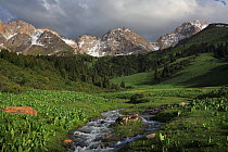 Ak Bulak, Inner Tien-Shan Mountains region, with Schrenk's spruce (Picea schrenkiana) and sub alpine meadows. Western Tien-Shan UNESCO Natural World Heritage Site, Kyrgyzstan Republic, June 2016