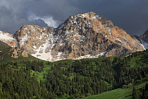 Ak Bulak Inner Tien-Shan Mountains region, with Schrenk's spruce (Picea schrenkiana) and sub alpine meadows. Western Tien-Shan UNESCO Natural World Heritage Site, Kyrgyzstan Republic, June 2016