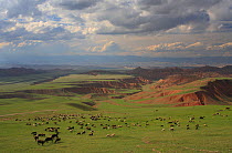 Red bedlands with sheep, Naryn River Valley, Inner Tien-Shan region, Western Tien-Shan UNESCO Natural World Heritage Site, Kyrgyzstan Republic, June 2016