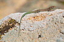 Tyrrhenian wall lizard (Podarcis tiliguerta) on a rock, Gulf of Porto, Scandola Reserve UNESCO World Heritage site, Calanche of Piana, Corsica, France.