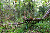 Orchid (Bulbophyllum sp) in primary forest. Rainforests of the Atsinanana UNESCO World Heritage Site, Andringitra National Park, Madagascar, November 2009.