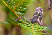 Montane Jewel Chameleon (Furcifer campani) Rainforests of the Atsinanana UNESCO World Heritage Site, Andringitra National Park, Madagascar, November.