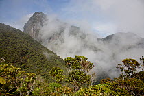 High altitude rainforest. Rainforests of the Atsinanana UNESCO World Heritage Site, Madagascar, December 2015.