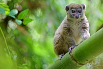 Northern bamboo lemur (Hapalemur occidentalis) on bamboo. Rainforests of the Atsinanana UNESCO World Heritage Site, Madagascar, December.