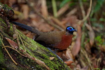 Red-breasted Coua (Coua serriana). Rainforests of the Atsinanana UNESCO World Heritage Site. Marojejy National Park, Madagascar, December.