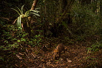 Oncilla (Leopardus tigrinus) in the cloud forests of the Talamanca Range, Talamanca Range-La Amistad Reserves / La Amistad National Park UNESCO Natural World Heritage Site, Costa Rica. Taken with remo...