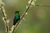 Fiery throated hummingbird (Panterpe insignis) an endemic bird species of the Talamanca Range, Talamanca Range-La Amistad Reserves / La Amistad National Park UNESCO Natural World Heritage Site, Costa...