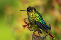 Fiery throated hummingbird (Panterpe insignis) an endemic bird species. Talamanca Range, Talamanca Range-La Amistad Reserves / La Amistad National Park UNESCO Natural World Heritage Site, Costa Rica.