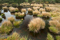 Highland peat bogs of the Talamanca Range, La Amistad National Park, UNESCO World Heritage Site, Costa Rica.