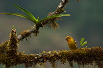 Flame coloured tanager (Piranga bidentata) Talamanca Range, Talamanca Range-La Amistad Reserves / La Amistad National Park UNESCO Natural World Heritage Site, Costa Rica.