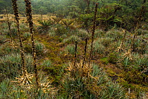 Highland peat bog with dead flowering spikes of Puya dasylirioides ,  Talamanca Range, Talamanca Range-La Amistad Reserves / La Amistad National Park UNESCO Natural World Heritage Site, Costa Rica. Sm...