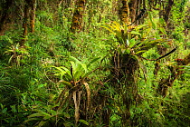 Bromeliads on tree trunks in cloud forest. Talamanca Range, Talamanca Range-La Amistad Reserves / La Amistad National Park UNESCO Natural World Heritage Site, Costa Rica.