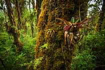 Bromeliads on tree trunk in cloud forest. Talamanca Range, Talamanca Range-La Amistad Reserves / La Amistad National Park UNESCO Natural World Heritage Site, Costa Rica. Small repro only