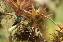Magnificent hummingbird (Eugenes fulgens) Talamanca Range, Talamanca Range-La Amistad Reserves / La Amistad National Park UNESCO Natural World Heritage Site, Costa Rica. Small repro only