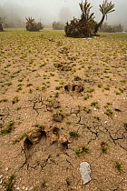 Tracks of Baird's tapir (Tapirus bairdii) cross the cracked mud of a highland peat bog. Talamanca Range, Talamanca Range-La Amistad Reserves / La Amistad National Park UNESCO Natural World Heritage Si...
