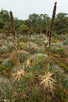 Highland peat bog with dead flowering spikes of Puya dasylirioides ,  Talamanca Range, Talamanca Range-La Amistad Reserves / La Amistad National Park UNESCO Natural World Heritage Site, Costa Rica. Sm...