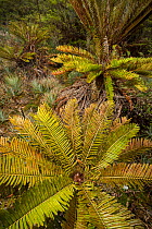 Highland cycad plants of the Talamanca Range, Talamanca Range-La Amistad Reserves / La Amistad National Park UNESCO Natural World Heritage Site, Costa Rica. Small repro only