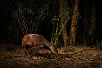 Red brocket deer (Mazama americana) in the cloud forests of the Talamanca Range, Talamanca Range-La Amistad Reserves / La Amistad National Park UNESCO Natural World Heritage Site, Costa Rica. Small re...
