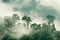 Cloud forest of the Talamanca Range, Talamanca Range-La Amistad Reserves / La Amistad National Park UNESCO Natural World Heritage Site, Costa Rica. Small repro only.