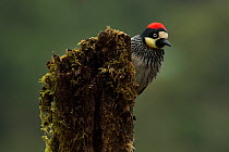 Acorn woodpecker (Melanerpes formicivorus) Talamanca Range, Talamanca Range-La Amistad Reserves / La Amistad National Park UNESCO Natural World Heritage Site, Costa Rica.small repro only