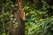 Resplendant quetzal (Pharomachrus mocinno) male leaving nest cavity.Talamanca Range, Talamanca Range-La Amistad Reserves / La Amistad National Park UNESCO Natural World Heritage Site, Costa Rica.