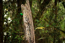 Resplendant quetzal (Pharomachrus mocinno) male in nesting cavity, Talamanca Range, Talamanca Range-La Amistad Reserves / La Amistad National Park UNESCO Natural World Heritage Site, Costa Rica.