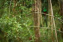 Resplendant quetzal (Pharomachrus mocinno) male with wild avocado fruit. Talamanca Range, Talamanca Range-La Amistad Reserves / La Amistad National Park UNESCO Natural World Heritage Site, Costa Rica.