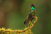 Magnificent hummingbird (Eugenes fulgens) male, Talamanca Range, Talamanca Range-La Amistad Reserves / La Amistad National Park UNESCO Natural World Heritage Site, Costa Rica.