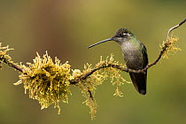 Magnificent hummingbird (Eugenes fulgens) female, Talamanca Range, Talamanca Range-La Amistad Reserves / La Amistad National Park UNESCO Natural World Heritage Site, Costa Rica.