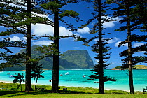 Norfolk Island pine trees (Araucaria heterophylla) near lagoon with Mount Lidgbird and Mount Gower in the background, Lord Howe island, Lord Howe Island Group UNESCO Natural World Heritage Site, New S...