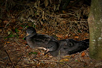 Flesh-footed Shearwater (Puffinus carneipes) at night in  coastal forest, Lord Howe island, Lord Howe Island Group UNESCO Natural World Heritage Site, Australia, October