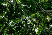 Looking up at Palms fronds  in forest on the trail to Goat House Cave, Lord Howe island, Lord Howe Island Group UNESCO Natural World Heritage Site,  Australia