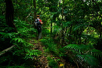 Woman hiking the trail along the forest to Goat House Cave, Lord Howe island, Lord Howe Island Group UNESCO Natural World Heritage Site, New South Wales, Australia. Model released.