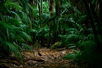 Lord Howe Rail (Gallirallus sylvestris) crossing path in forest, Lord Howe island, Lord Howe Island Group UNESCO Natural World Heritage Site, Australia