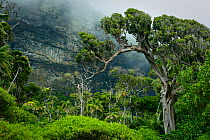 Forest with mist on the slopes of Mount Lidgbird. Lord Howe island, Lord Howe Island Group UNESCO Natural World Heritage Site, New South Wales, Australia