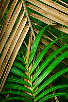 Thatch palm  or Kentia palm fronds (Howea forsteriana) in Mount Lidgbird, Lord Howe island, Lord Howe Island Group UNESCO Natural World Heritage Site, Australia