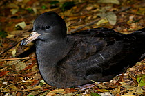 Flesh-footed shearwater (Puffinus carneipes) at night, in coastal forest, Lord Howe island, Lord Howe Island Group UNESCO Natural World Heritage Site, New South Wales, Australia