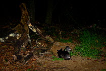 Flesh-footed Shearwater (Puffinus carneipes) at night in coastal forest, Lord Howe island, Lord Howe Island Group UNESCO Natural World Heritage Site, New South Wales, Australia