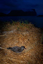 Wedge-tailed Shearwater (Puffinis pacificus) at dusk, Lord Howe island, Lord Howe Island Group UNESCO Natural World Heritage Site, New South Wales, Australia