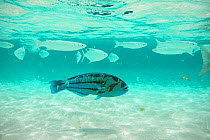 Surge Wrasse (Thalassoma purpureum)  off the coast of  Neds Beach, Lord Howe island, Lord Howe Island Group UNESCO Natural World Heritage Site, New South Wales, Australia, October 2012.